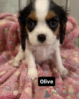 Photo №4. Je vais vendre cavalier king charles spaniel en ville de Alavus. annonce privée - prix - 550€