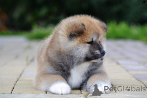 Photo №1. akita (chien) - à vendre en ville de Biensence | 500€ | Annonce №172056