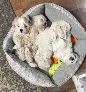 Photo №1. maltipu - à vendre en ville de Hessisch Lichtenau | 900€ | Annonce №150164