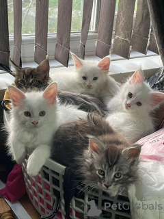 Photo №1. maine coon - à vendre en ville de Berne | 300€ | Annonce № 160246