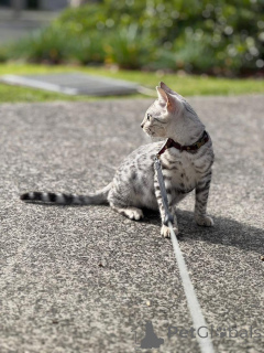 Photo №2 de l'annonce № 152656 de la vente bengal - acheter à Suisse annonce privée