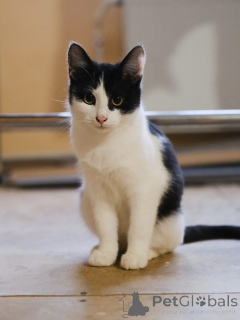 Photo №1.  - à vendre en ville de Москва | Gratuit | Annonce № 140656