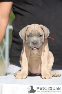 Photo №2 de l'annonce № 113935 de la vente cane corso - acheter à Serbie éleveur