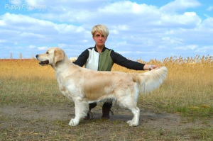 Photo №4. Je vais vendre golden retriever en ville de Nikolaev. de la fourrière - prix - Négocié