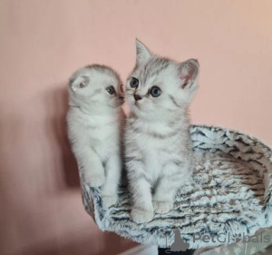 Photo №3. De magnifiques chatons Scottish Fold prêts à aimer les foyers. Danemark