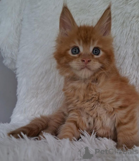 Photo №1. maine coon - à vendre en ville de Raleigh | 284€ | Annonce № 110705