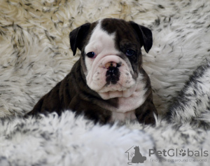 Photo №1. bulldog anglais - à vendre en ville de Duisburg | 400€ | Annonce №103663