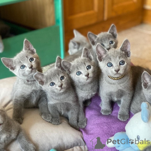 Photo №1. british shorthair - à vendre en ville de Ansubrg | 600€ | Annonce № 166196