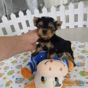 Photo №2 de l'annonce № 36430 de la vente chien bâtard - acheter à Australie annonce privée