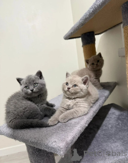 Photo №1. british shorthair - à vendre en ville de Bologne | 400€ | Annonce № 173906
