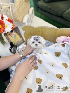 Photo №2 de l'annonce № 157677 de la vente  - acheter à USA annonce privée