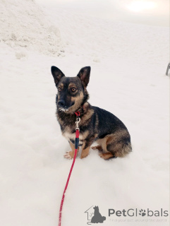 Photo №3. Très petit chien, 7 kg. Fédération de Russie