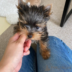 Photo №3. Chiots à adopter. France