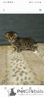 Photo №4. Je vais vendre british shorthair en ville de Berlin.  - prix - 200€