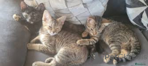 Photo №1. american shorthair - à vendre en ville de Helsinki | 500€ | Annonce № 161081