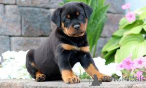 Photo №2 de l'annonce № 162769 de la vente rottweiler - acheter à Canada annonce privée, éleveur