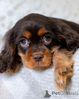 Photo №2 de l'annonce № 157766 de la vente cavalier king charles spaniel - acheter à Suisse annonce privée