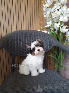 Photo №4. Je vais vendre biewer yorkshire terrier en ville de Tbilissi. annonce privée, de la fourrière, éleveur - prix - négocié