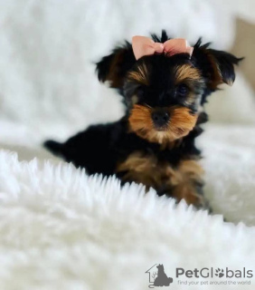 Photo №1. biewer yorkshire terrier - à vendre en ville de Флорида Сити | 379€ | Annonce №127294