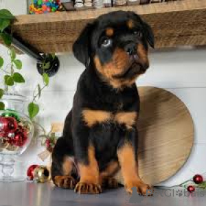 Photo №3. L'achat de Rottweilerpuppy. Belgique