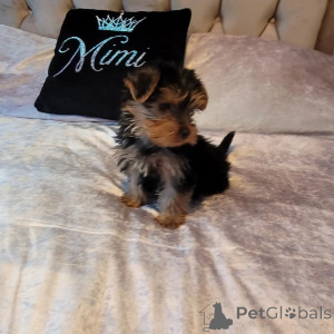 Photo №1. yorkshire terrier - à vendre en ville de Arizona City | 736€ | Annonce №162999