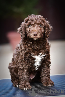 Photo №3. Chiots Chien d'eau espagnol. Serbie