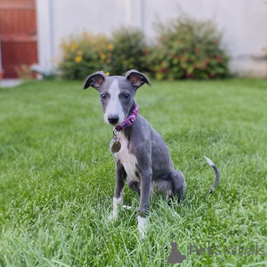 Photo №1. lévrier whippet - à vendre en ville de Berlin | 400€ | Annonce №149020