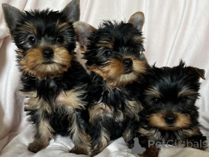 Photo №2 de l'annonce № 165718 de la vente yorkshire terrier - acheter à La Grande-Bretagne annonce privée, éleveur