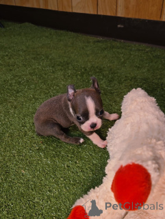 Photo №2 de l'annonce № 174971 de la vente terrier de boston - acheter à Allemagne annonce privée