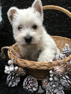 Photo №1. west highland white terrier - à vendre en ville de Kvistofta | 600€ | Annonce №168486