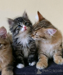 Photo №2 de l'annonce № 165165 de la vente persan - acheter à La finlande annonce privée, éleveur