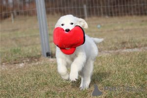 Photo №4. Je vais vendre golden retriever en ville de Berchtesgaden. annonce privée, éleveur - prix - négocié