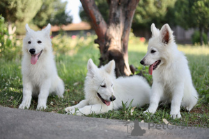 Photo №3. Chiots Berger Blanc Suisse à vendre. La Roumanie