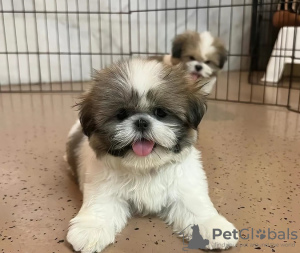 Photo №2 de l'annonce № 125756 de la vente shih tzu - acheter à Suisse 