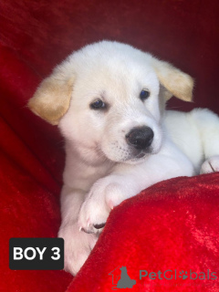 Photo №3. Akita-Welpen Dewsbury Jetzt Bereit. Allemagne