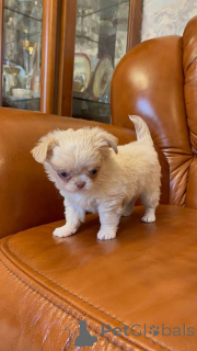 Photo №4. Je vais vendre chihuahua en ville de Vilnius. annonce privée, éleveur - prix - 750€