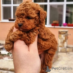 Photo №1. caniche (jouet) - à vendre en ville de Elva | négocié | Annonce №169515