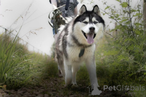 Photo №1. husky de sibérie - à vendre en ville de Rivière moscou | Gratuit | Annonce №146221