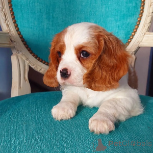 Photo №2 de l'annonce № 158451 de la vente cavalier king charles spaniel - acheter à Irlande annonce privée
