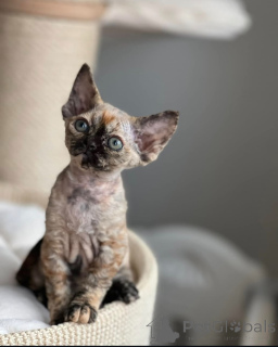 Photo №2 de l'annonce № 144519 de la vente devon rex - acheter à Allemagne éleveur
