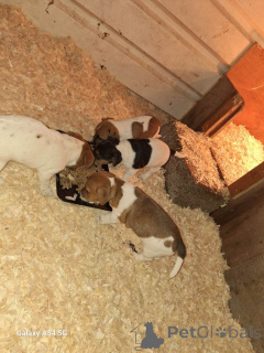 Photo №3. Chiots Jack Russel....whatsapp moi au 44 7453 907158. Pays Bas