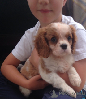 Photo №2 de l'annonce № 168262 de la vente cavalier king charles spaniel - acheter à Suède annonce privée, éleveur