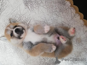 Photo №3. cadeau adorables chiots Akita. Italie