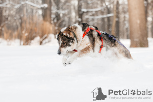 Photo №4. Je vais vendre chien bâtard en ville de Москва. de l'abri - prix - Gratuit