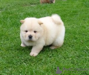 Photo №1. chow-chow - à vendre en ville de Prague | 284€ | Annonce №111199