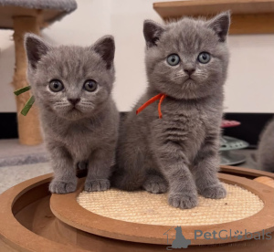Photo №1. british shorthair - à vendre en ville de Bergisch Gladbach | 300€ | Annonce № 172939