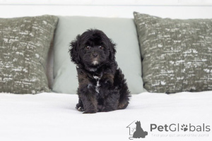 Photo №1. labradoodle - à vendre en ville de Gudwangen | négocié | Annonce №155597
