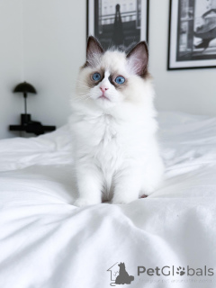 Photo №1. ragdoll - à vendre en ville de Ville de Campbell | 2809€ | Annonce № 175237