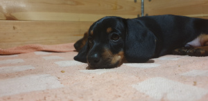 Photo №2 de l'annonce № 4981 de la vente chien bâtard - acheter à Biélorussie annonce privée