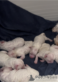 Photo №2 de l'annonce № 132702 de la vente bichon à poil frisé - acheter à Allemagne 